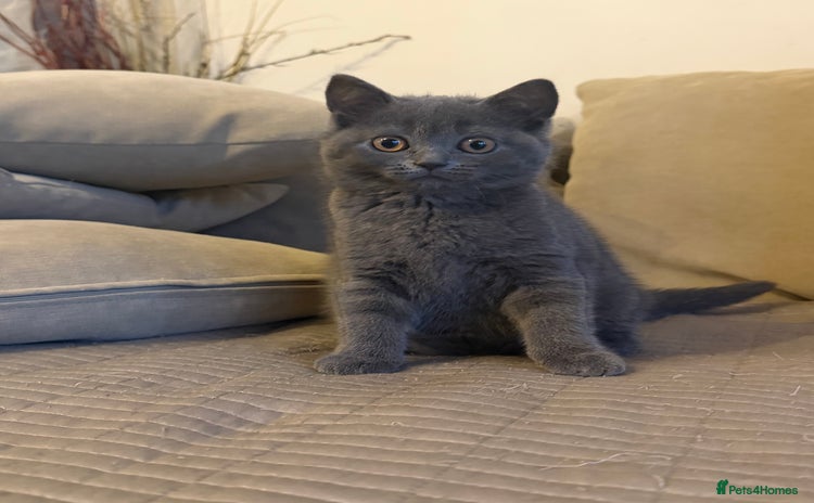 British Longhair cats - Advert 1