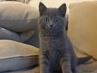 British Longhair cats - Advert 24