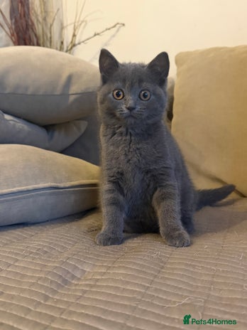 British Longhair cats - Advert 1