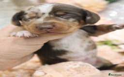 Miniature Dachshund dogs for sale: KC Miniature Dachshund Puppies - Image 14