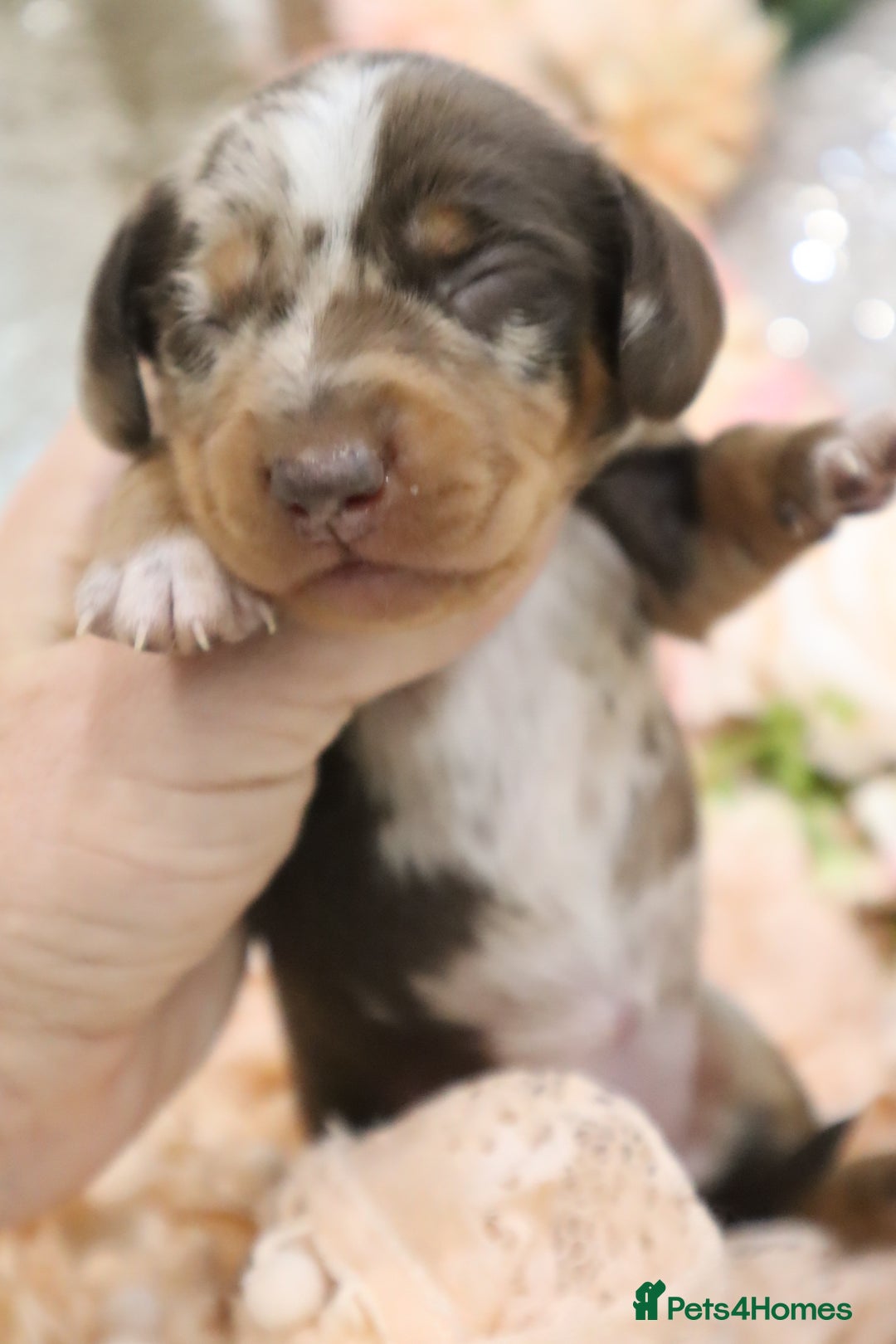 Miniature Dachshund dogs for sale: KC Miniature Dachshund Puppies - Image 14