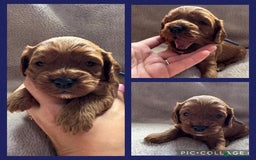 Cavapoo dogs for sale: F1 RED CAVAPOOS LICENSED KC HEALTH TESTED PARENTS  - Image 25