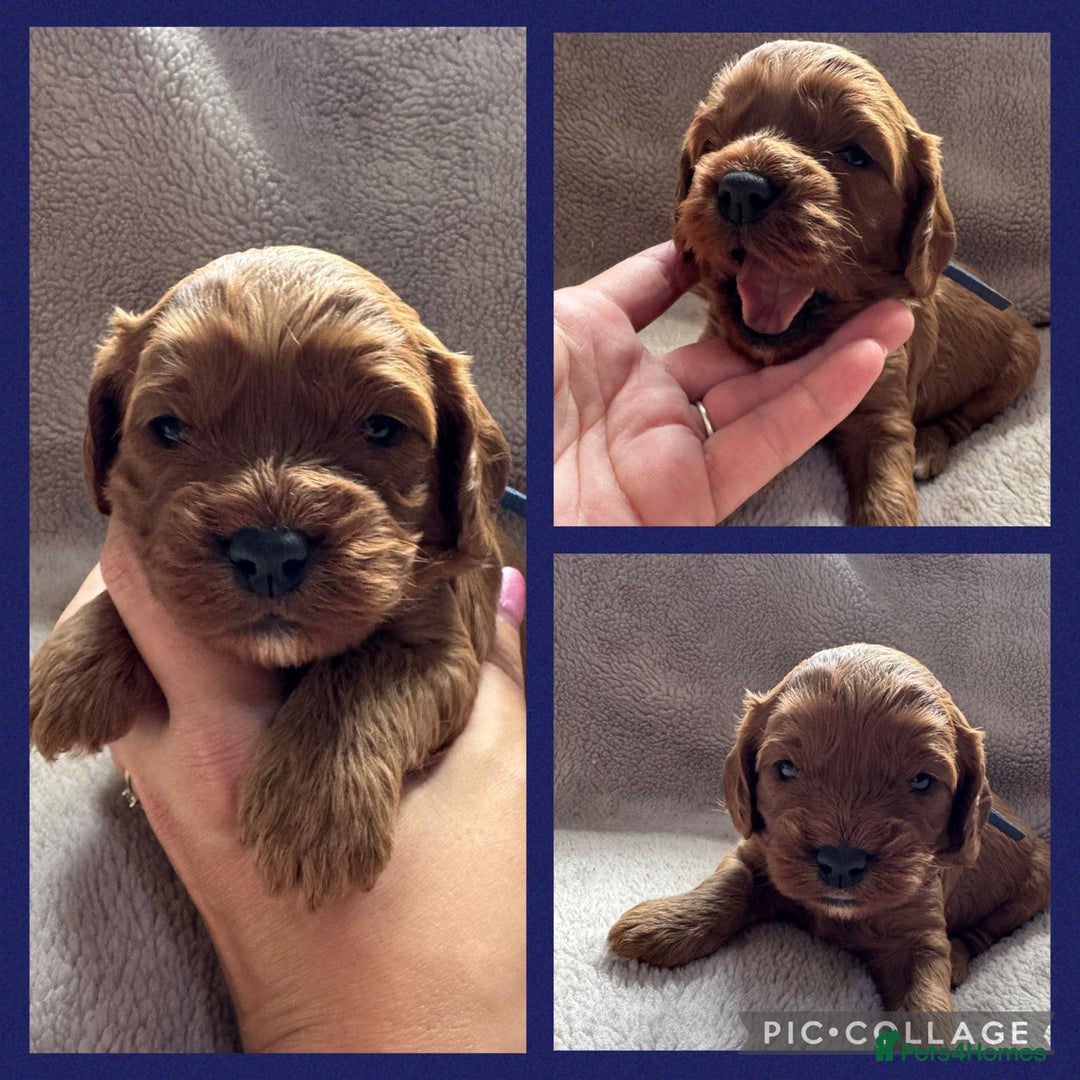 Cavapoo dogs for sale: F1 RED CAVAPOOS LICENSED KC HEALTH TESTED PARENTS  - Image 25