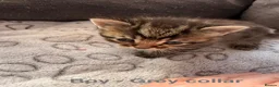 Bengal cats for sale: Beautiful Bengal X Tabby X kittens  in Dunfermline - Advert 5