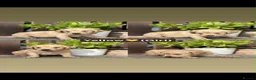 Golden Retriever dogs for sale: Golden Retriever Puppies Pedigree - Advert 7