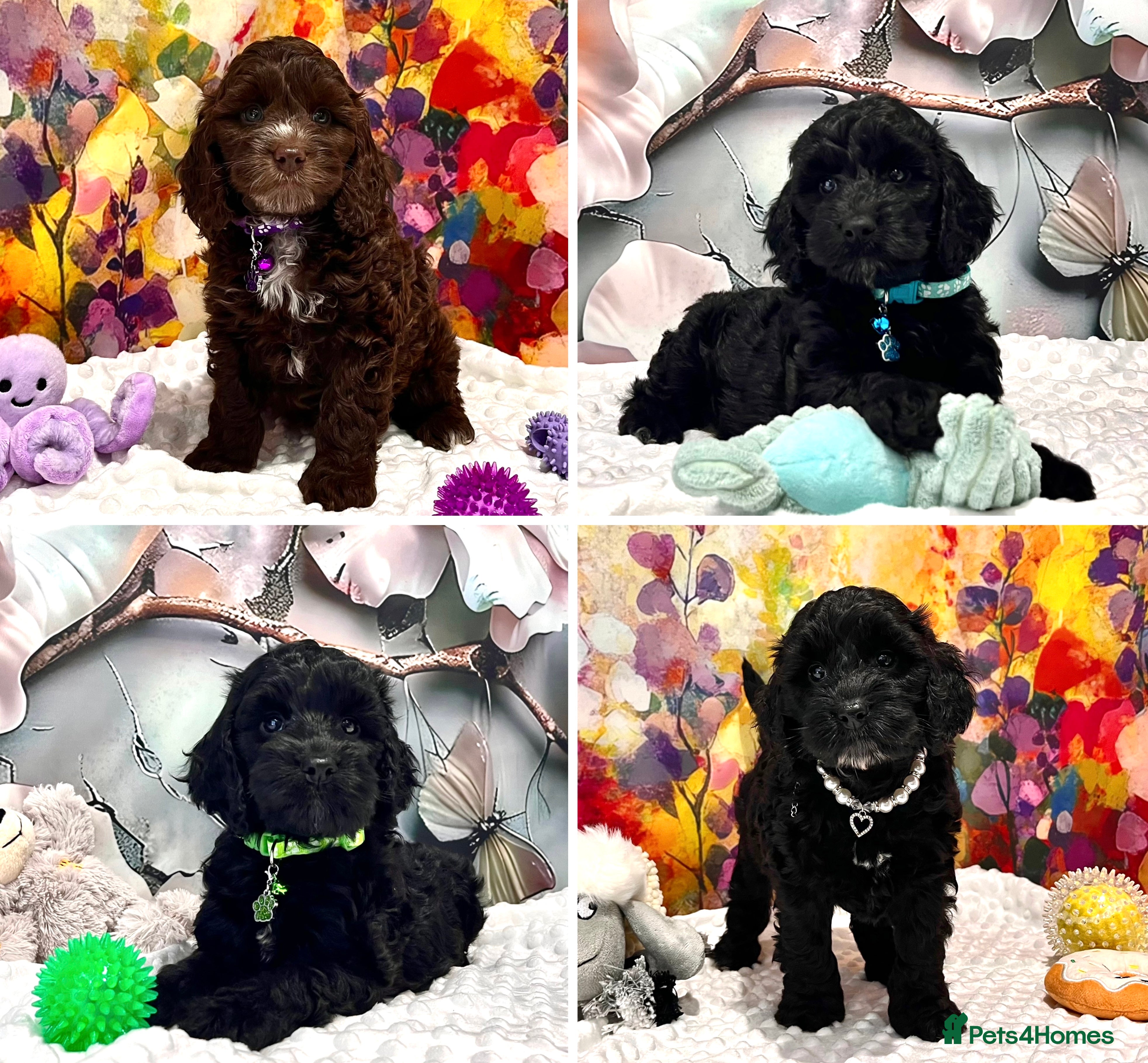 Cockapoo dogs 🏆CHAMPION LINES🌟 SHOWTYPE Miniature F1 Cockapoos - Advert 2