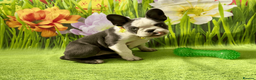 French Bulldog dogs for sale: KC Registered French Bulldog Puppies Ready  - Advert 2