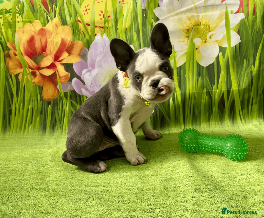 French Bulldog dogs for sale: KC Registered French Bulldog Puppies Ready  - Advert 2