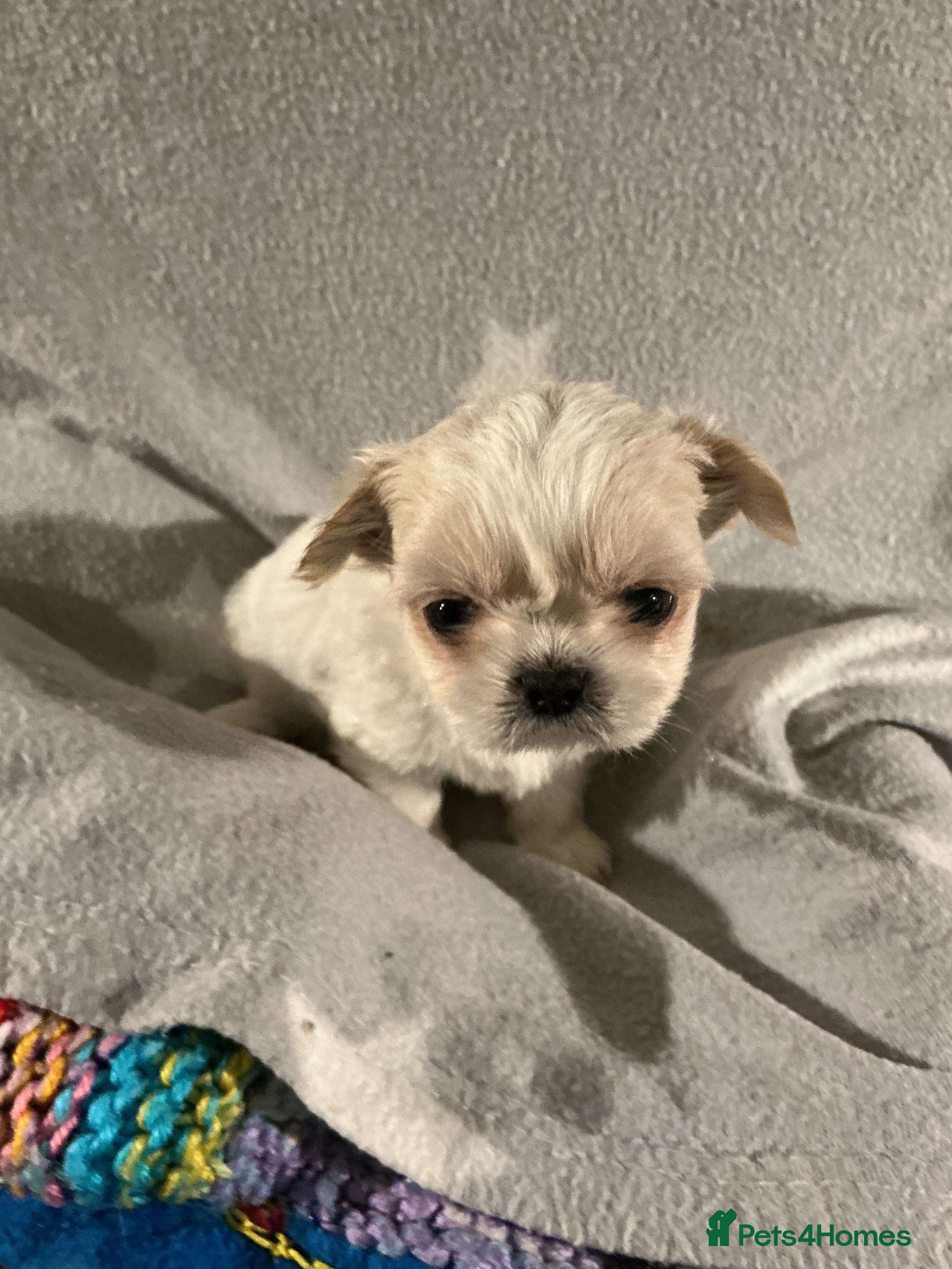 Shih Tzu dogs Imperial shih tzu - Advert 2