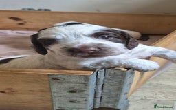 Cocker Spaniel dogs for sale: Beautiful chunky male cockers - Image 6