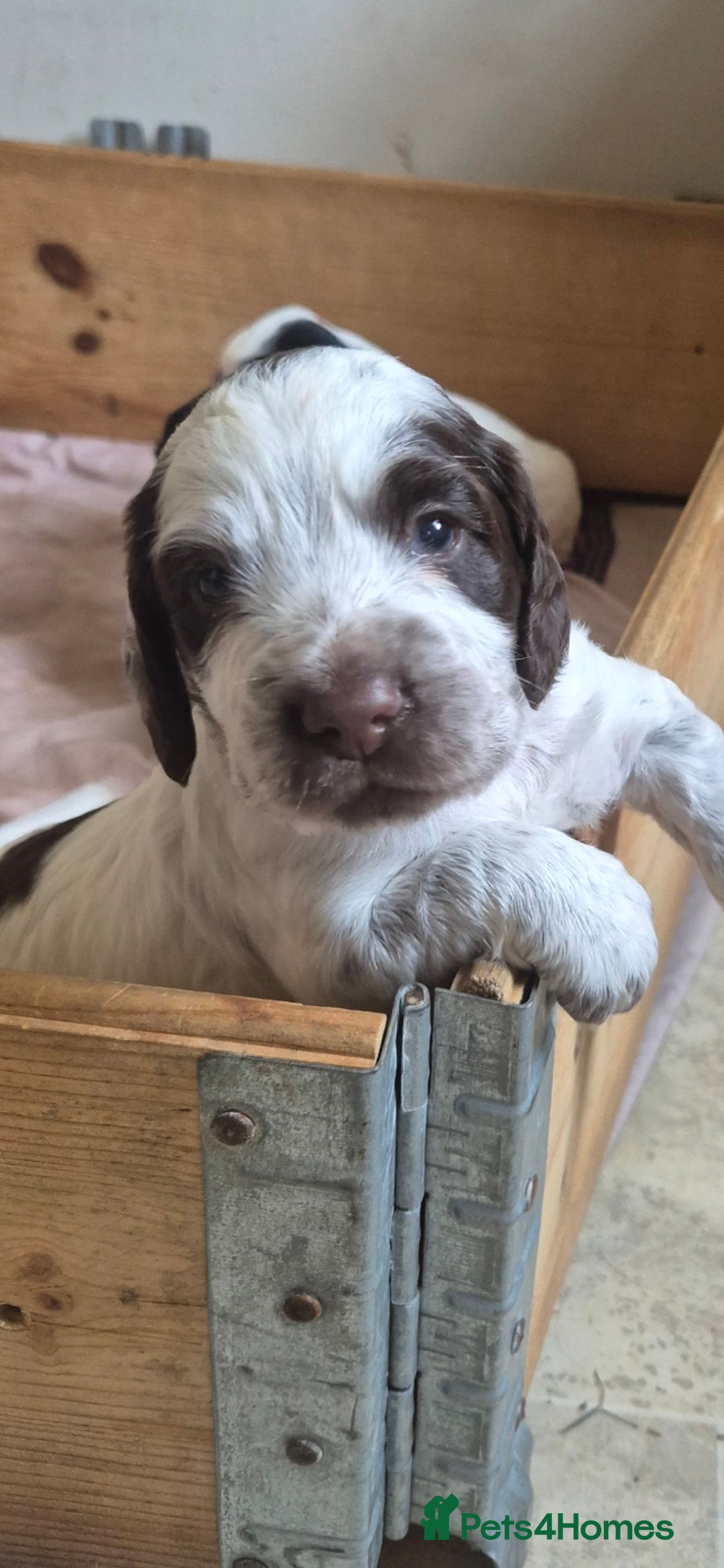 Cocker Spaniel dogs for sale: Beautiful chunky male cockers - Image 6