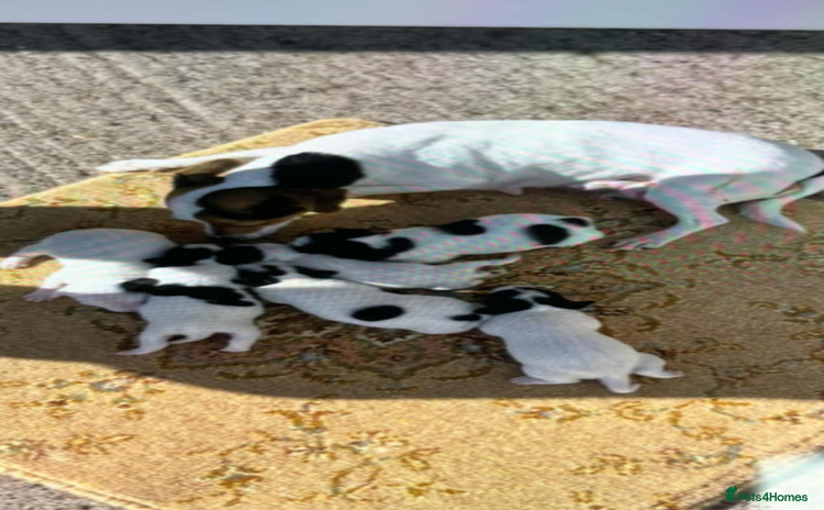 Jack Russell dogs - Advert 17