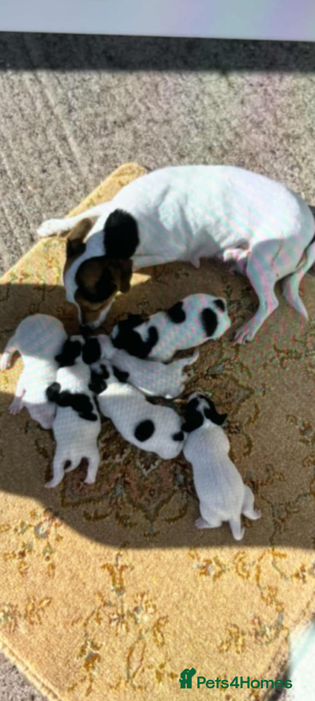 Jack Russell dogs for sale: Jack Russells  - Image 2