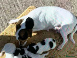 Jack Russell dogs - Advert 23