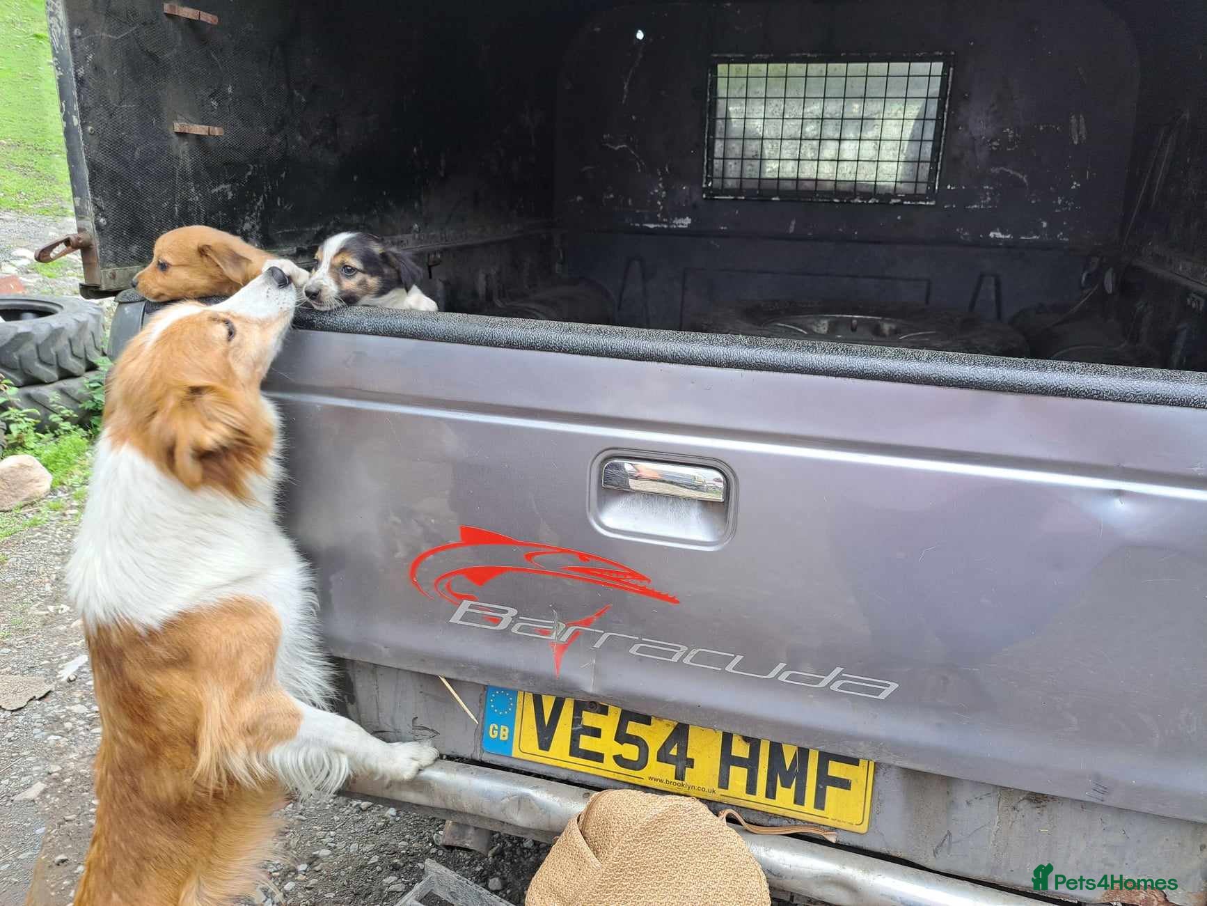 Welsh Collie dogs Welsh collie pups for sale in Swansea - Advert 3