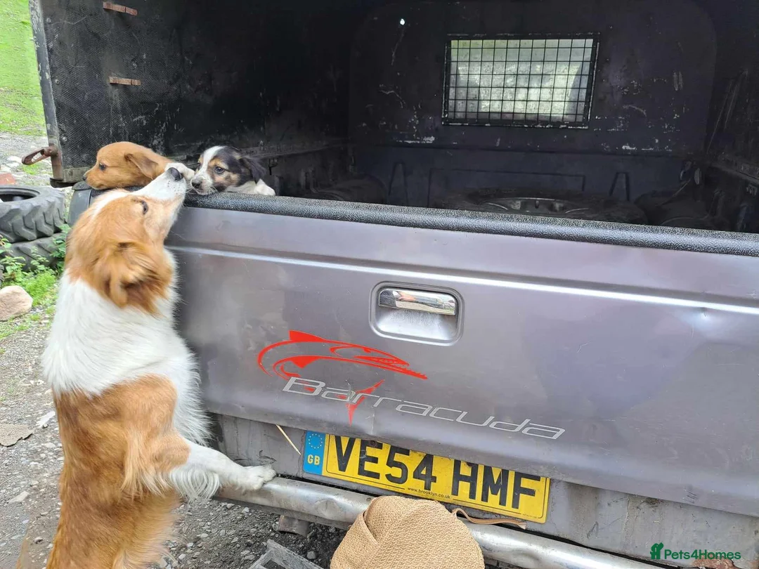 Welsh Collie dogs for sale: Welsh collie pups for sale in Swansea - Advert 1