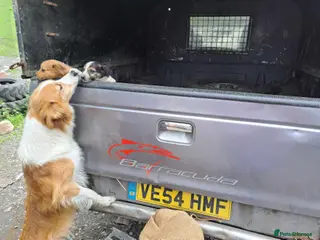 Welsh Collie dogs Welsh collie pups for sale in Swansea - Advert 3