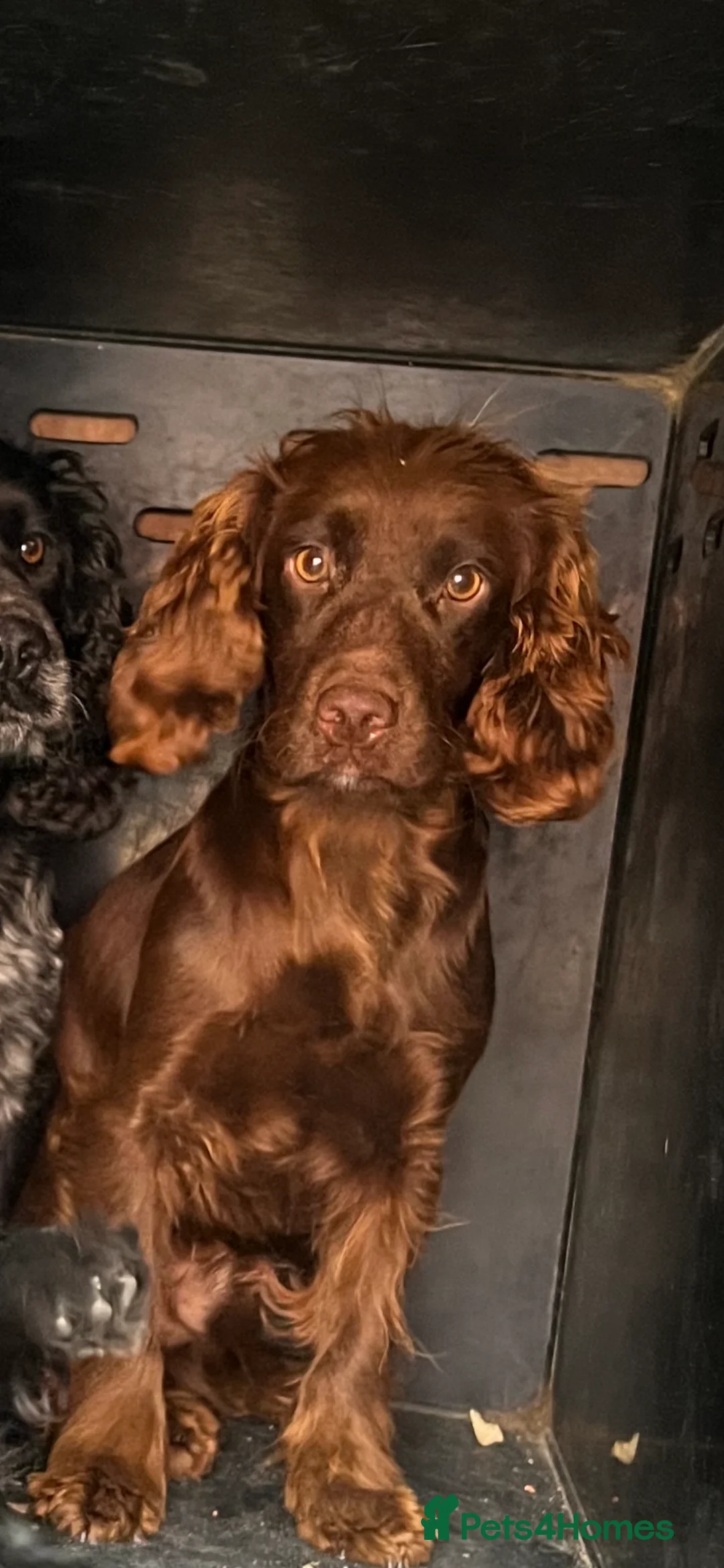 Cocker Spaniel dogs for stud: At stud fully health tested  in Preston - Advert 1