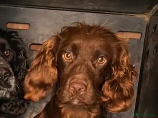 Cocker Spaniel dogs At stud fully health tested in Preston - Advert 21