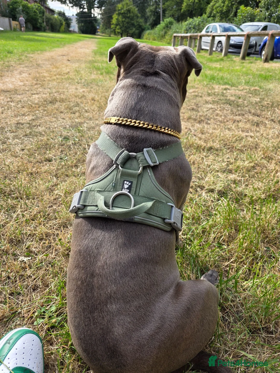 Staffordshire Bull Terrier dogs for stud: STUD 7th GEN BLUE STAFF LOKI IS READY TO BREED - Advert 2