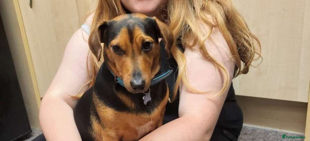 Mixed Breed dogs for sale: Woody - Advert 4