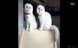 Scottish Fold cats for sale: Beautiful TICA Registered Scottish Girl Kittens - Image 11