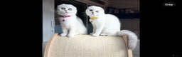 Scottish Fold cats for sale: Beautiful TICA Registered Scottish Girl Kittens - Advert 14