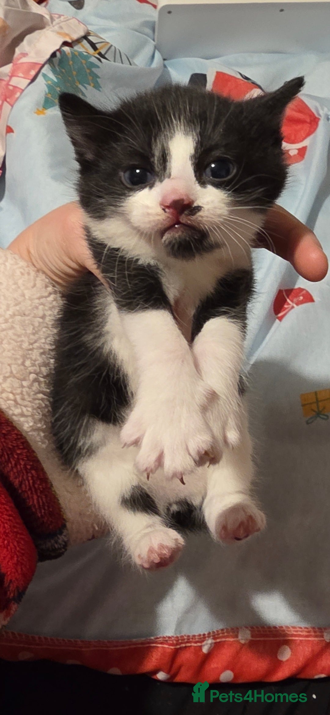 Mixed Breed cats for sale: 2 beautifull kittens - Advert 1