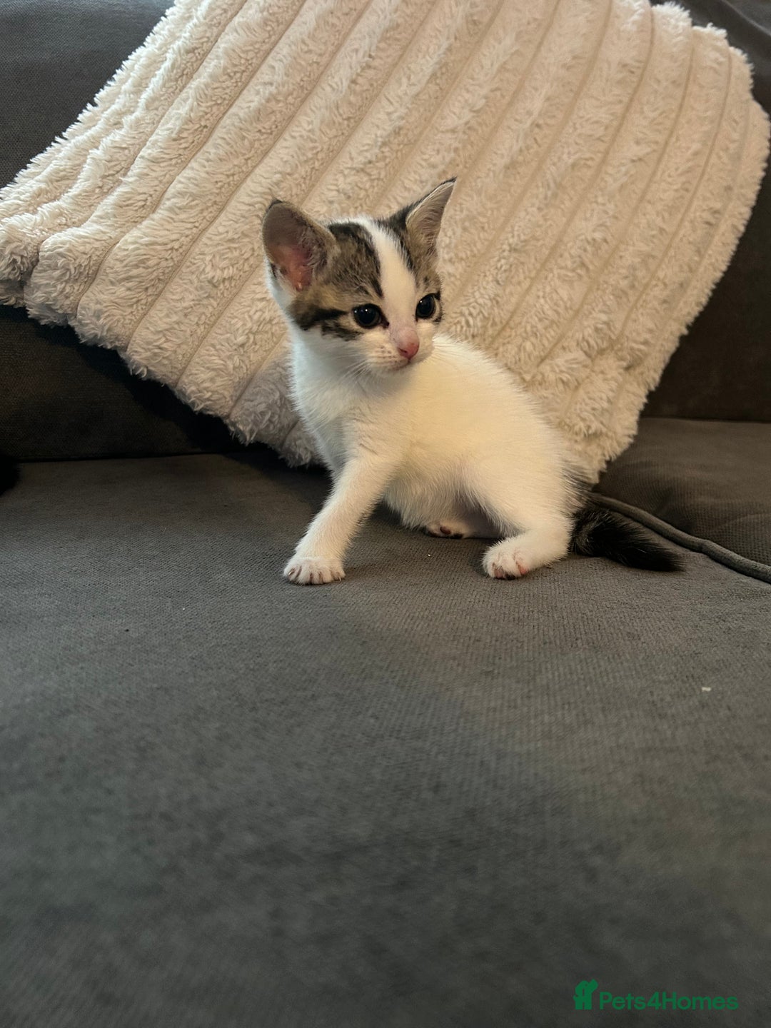 Mixed Breed cats for sale: 6 beautiful kittens ready too go  - Advert 23