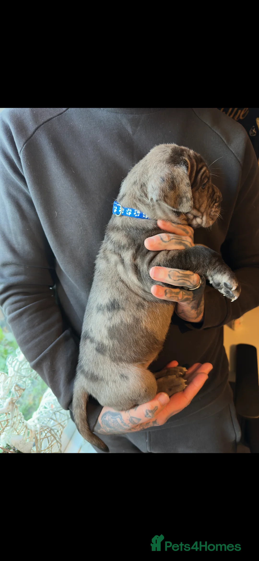 Mixed Breed dogs for sale: Presa X Neo puppies R2G! last available female  - Advert 4