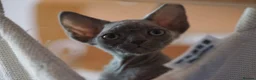 Devon Rex cats for sale: 💙  Blue male Kitten Available 💙 - Advert 9