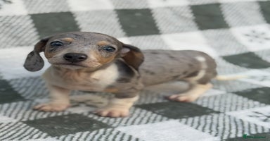 Miniature Dachshund dogs - Advert 11