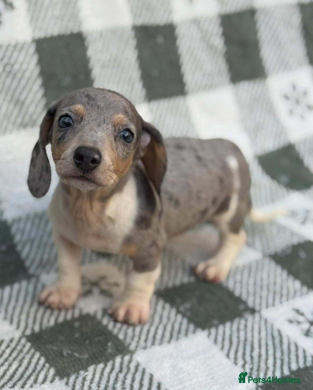 Miniature Dachshund dogs for sale: KC Reg Miniature Dachshund Puppies  - Image 1