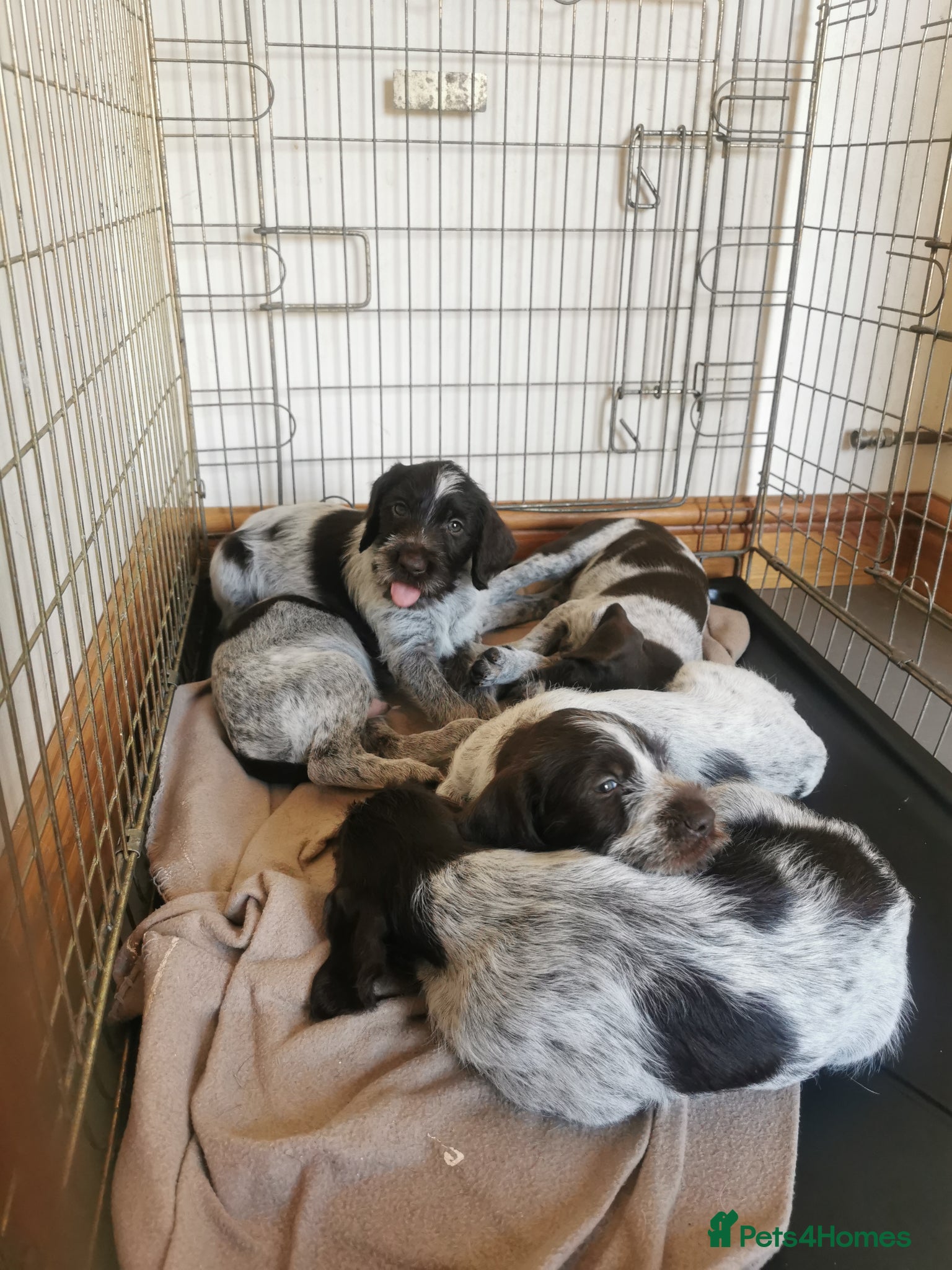 German Wirehaired Pointer dogs 3 x beautiful german wirehaired pointers  - Advert 3
