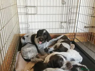 German Wirehaired Pointer dogs 3 x beautiful german wirehaired pointers - Advert 3