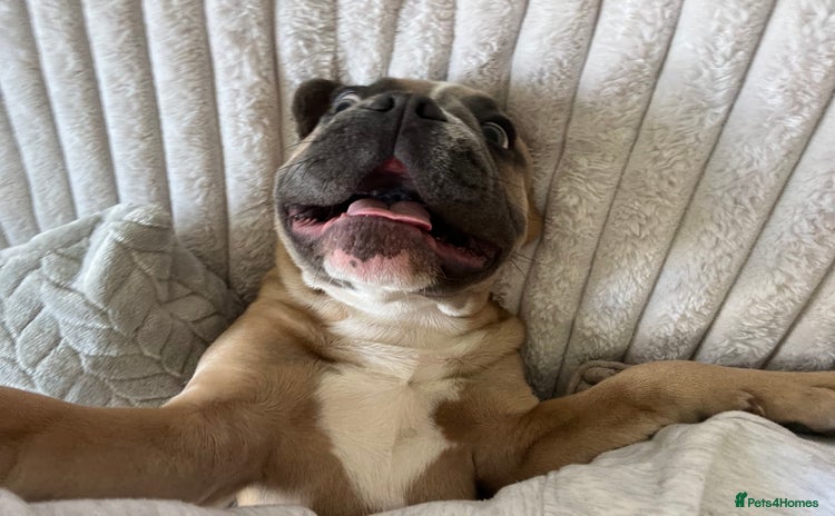 French Bulldog dogs - Advert 16