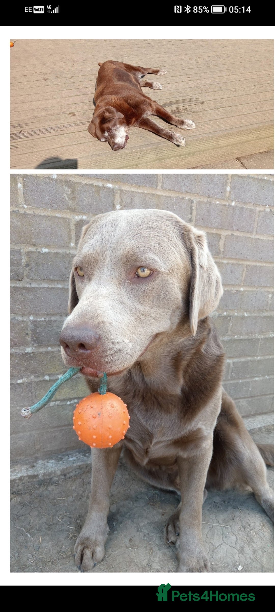 Labrador Retriever dogs for sale: Beautiful Foggy  - Image 2