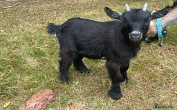 Goats livestock for sale: Two Wether Pygmy Goat Kids - Image 3