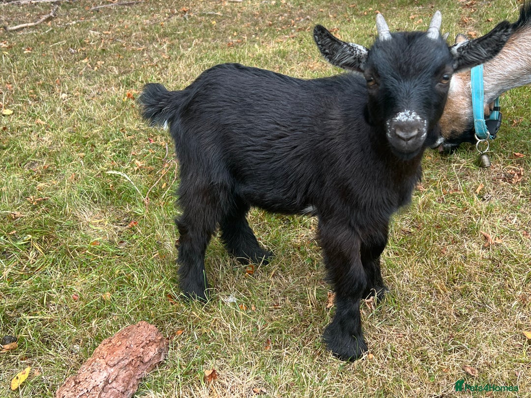 Goats livestock for sale: Two Wether Pygmy Goat Kids - Image 3