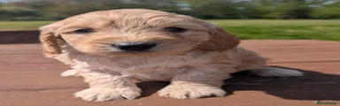 Cockapoo Puppy 1