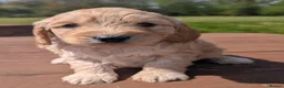 Cockapoo dogs for sale: Quality F1 Cockapoo puppies, Health tested parents - Advert 30