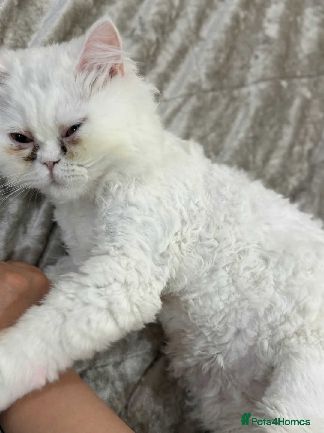 Persian cats for sale: 	Healthy playful kitten ready for loving home - Advert 9