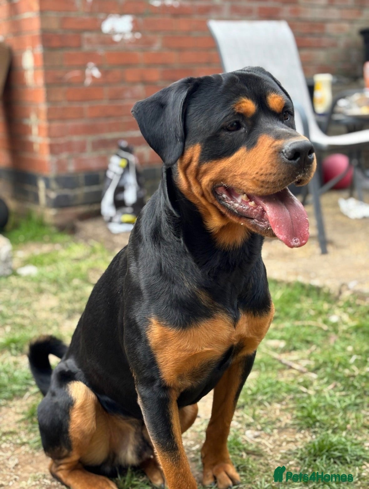 Rottweiler dogs for sale: Bruce male rottie  - Advert 11