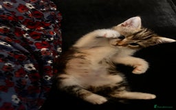 Domestic Shorthair cats for sale: 2 kittens looking for loving home  - Image 5