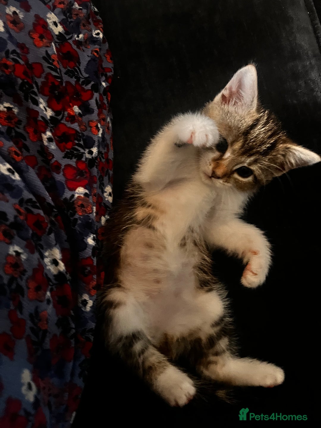 Domestic Shorthair cats for sale: 2 kittens looking for loving home  - Image 5