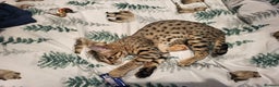 Savannah cats for sale: narla the f5 savannah - Advert 2