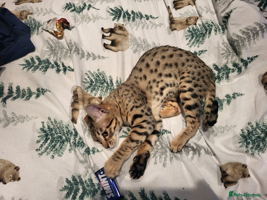 Savannah cats for sale: narla the f5 savannah - Advert 2