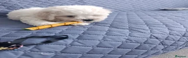 Bichon Frise 2
