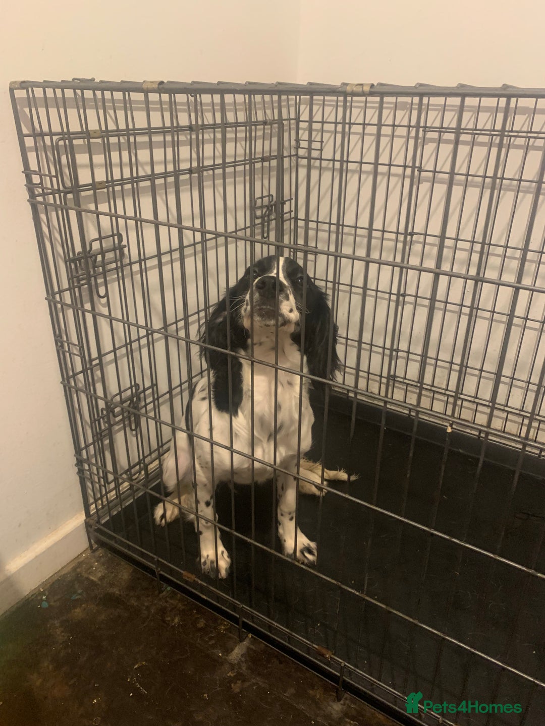 English Springer Spaniel dogs for sale: 7 month old springer spaniel  - Advert 2