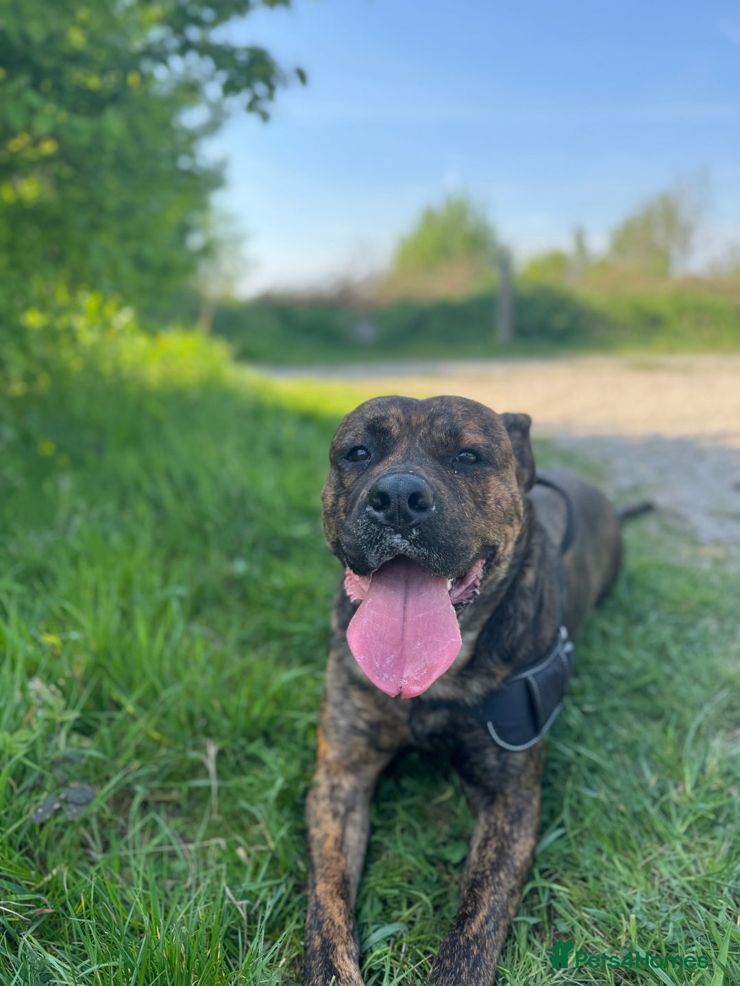 Mixed Breed dogs for sale: Dog for sale - Image 10